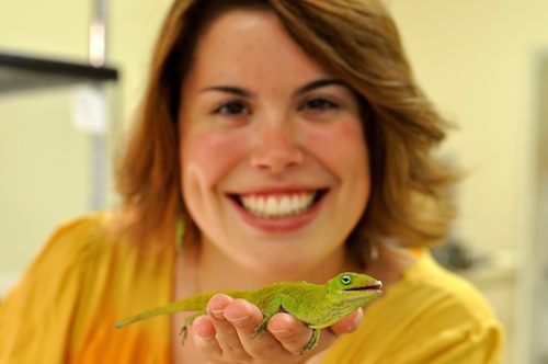 Anolis germani and me